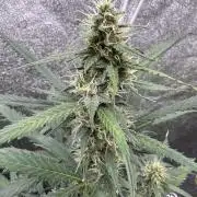 AUTO WHITE WIDOW - Divine Seeds