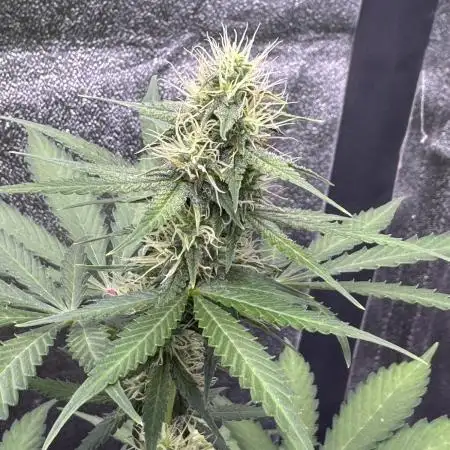 Midnight Moonshine F1 Auto - TasteBudz