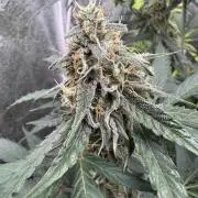 Wurlz F1 Autoflower - Zamnesia Seeds