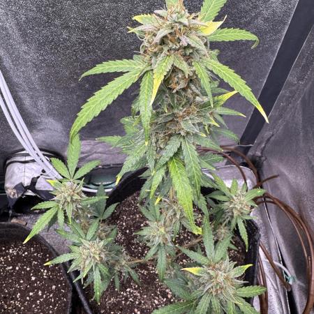 Auto AK Triple Haze - Super Sativa Seed Club