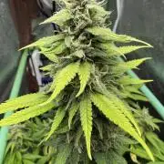 Big Demon by Divine Seeds