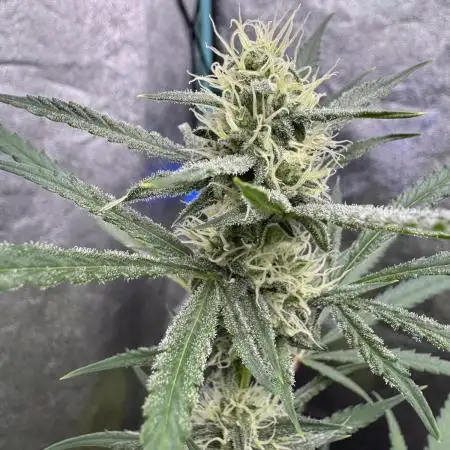 Sour Apple X Strawberry Gorilla Auto Fem