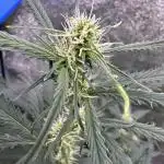 AUTO WHITE WIDOW - Divine Seeds