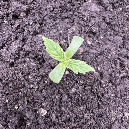 Auto Big Demon by Divine Seeds