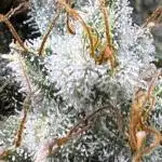 Midnight Moonshine F1 Auto - TasteBudz