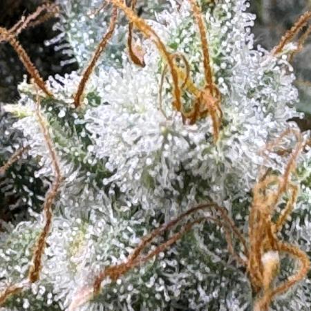Midnight Moonshine F1 Auto - TasteBudz