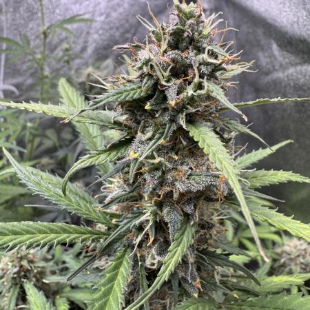 AUTO WHITE WIDOW - Divine Seeds