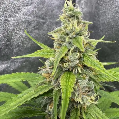 AUTO FRACTAL - Divine Seeds