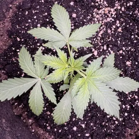 Caramel Auto - FastBuds