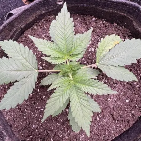 Auto Big Demon by Divine Seeds
