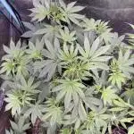Auto Big Demon by Divine Seeds