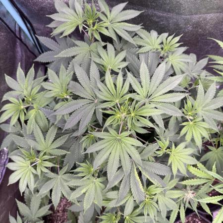 Auto Big Demon by Divine Seeds