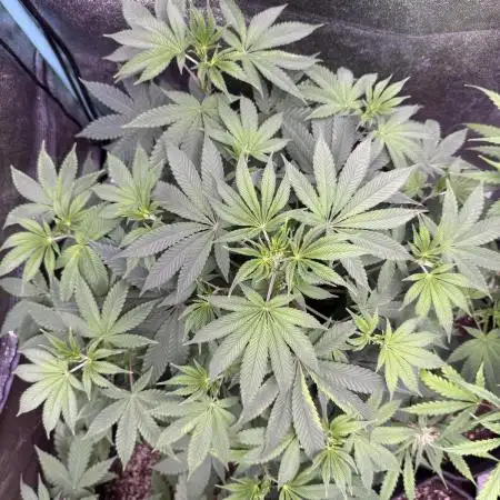 Auto Big Demon by Divine Seeds