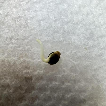 Auto Opium - Divine Seeds