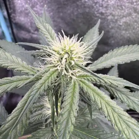 Auto Opium - Divine Seeds