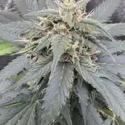 Caramel Auto - FastBuds