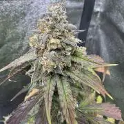 Wurlz F1 Autoflower - Zamnesia Seeds