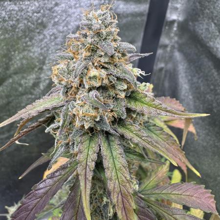 Wurlz F1 Autoflower - Zamnesia Seeds