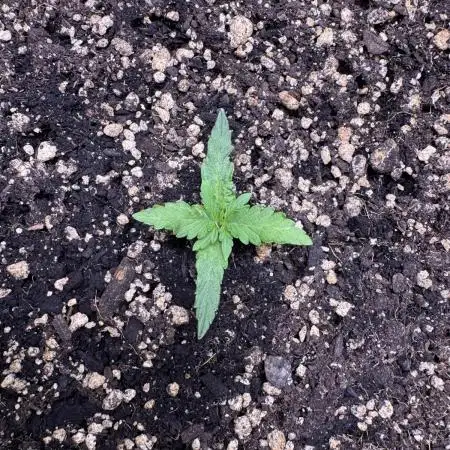 Midnight Moonshine F1 Auto - TasteBudz