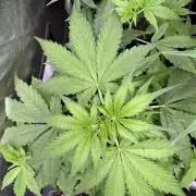 Apple Betty Auto from Herbies Seeds