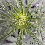 AUTO FRACTAL - Divine Seeds