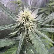 Wurlz F1 Autoflower - Zamnesia Seeds