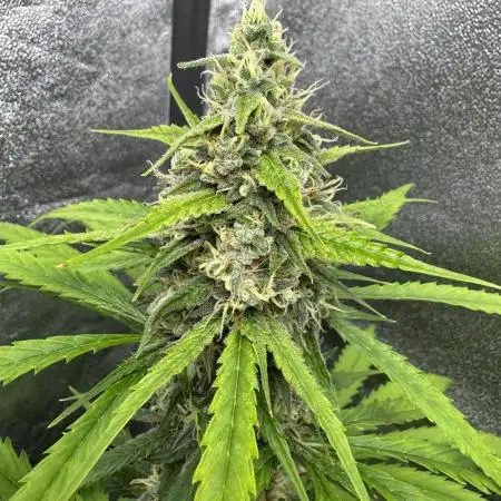 AUTO FRACTAL - Divine Seeds