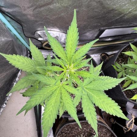 AUTO PURPLE OPIUM - Divine Seeds