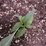 Wurlz F1 Autoflower - Zamnesia Seeds