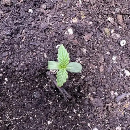 Zkittelz XL Auto - Ganja Farmer Seeds