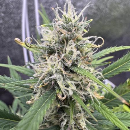 Zkittelz XL Auto - Ganja Farmer Seeds