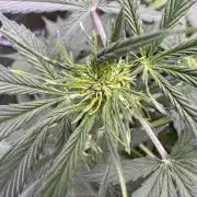 Wild Strawberry F1 Auto Run 2-TasteBudz