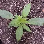 Apple Betty Auto from Herbies Seeds