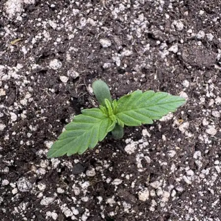 CBD Lemon Auto - Herbies Seeds