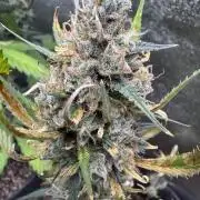 Zkittelz XL Auto - Ganja Farmer Seeds