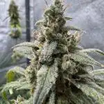 Sour Apple X Strawberry Gorilla Auto Fem