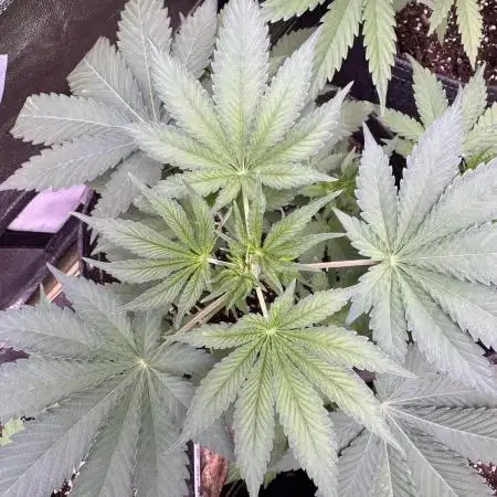 Auto Big Demon by Divine Seeds