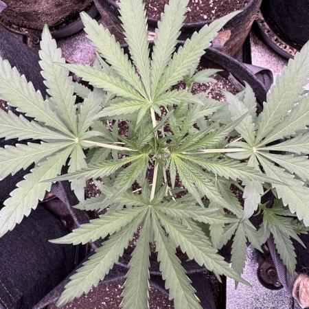 Sour Apple X Strawberry Gorilla Auto Fem