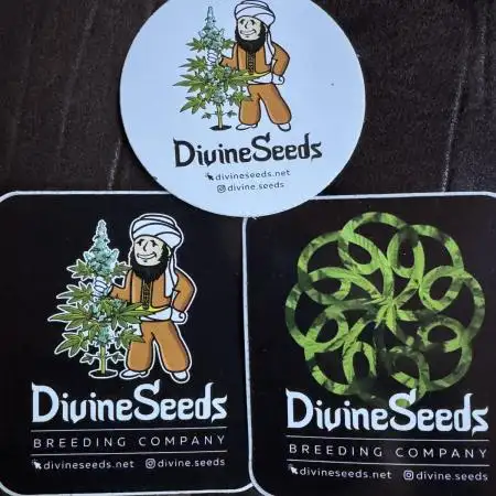 AUTO PURPLE OPIUM - Divine Seeds