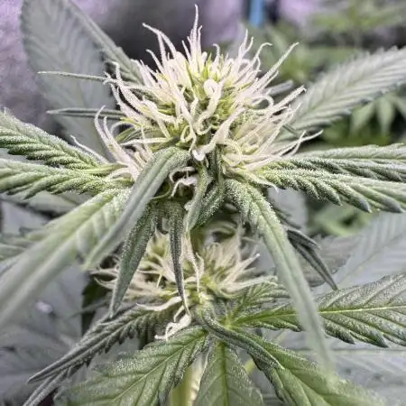 Auto Opium - Divine Seeds
