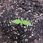 Sour Apple X Strawberry Gorilla Auto