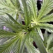 Sour Apple X Strawberry Gorilla Auto