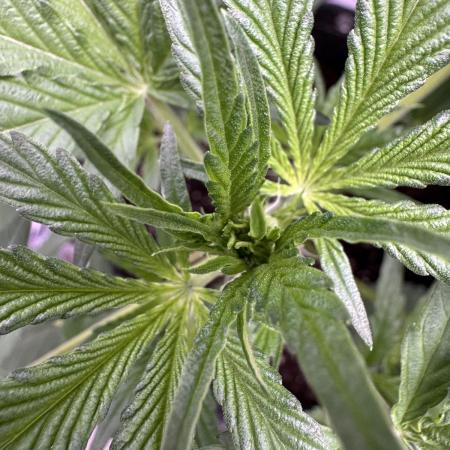 Sour Apple X Strawberry Gorilla Auto