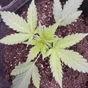 Sour Apple X Strawberry Gorilla Auto