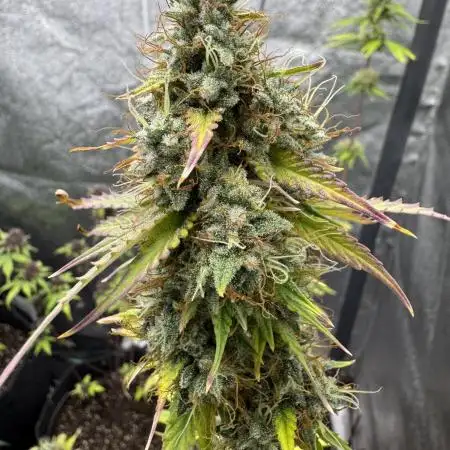 Pineapple Coconut Auto