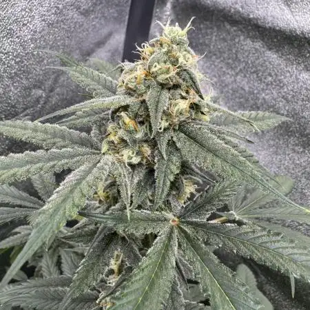Auto Opium - Divine Seeds