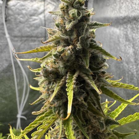 CBD Lemon Auto - Herbies Seeds