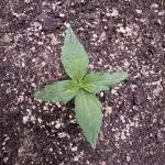 Apple Betty Auto from Herbies Seeds