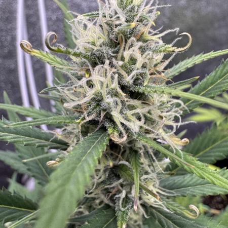 Zkittelz XL Auto - Ganja Farmer Seeds