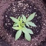 Caramel Auto - FastBuds